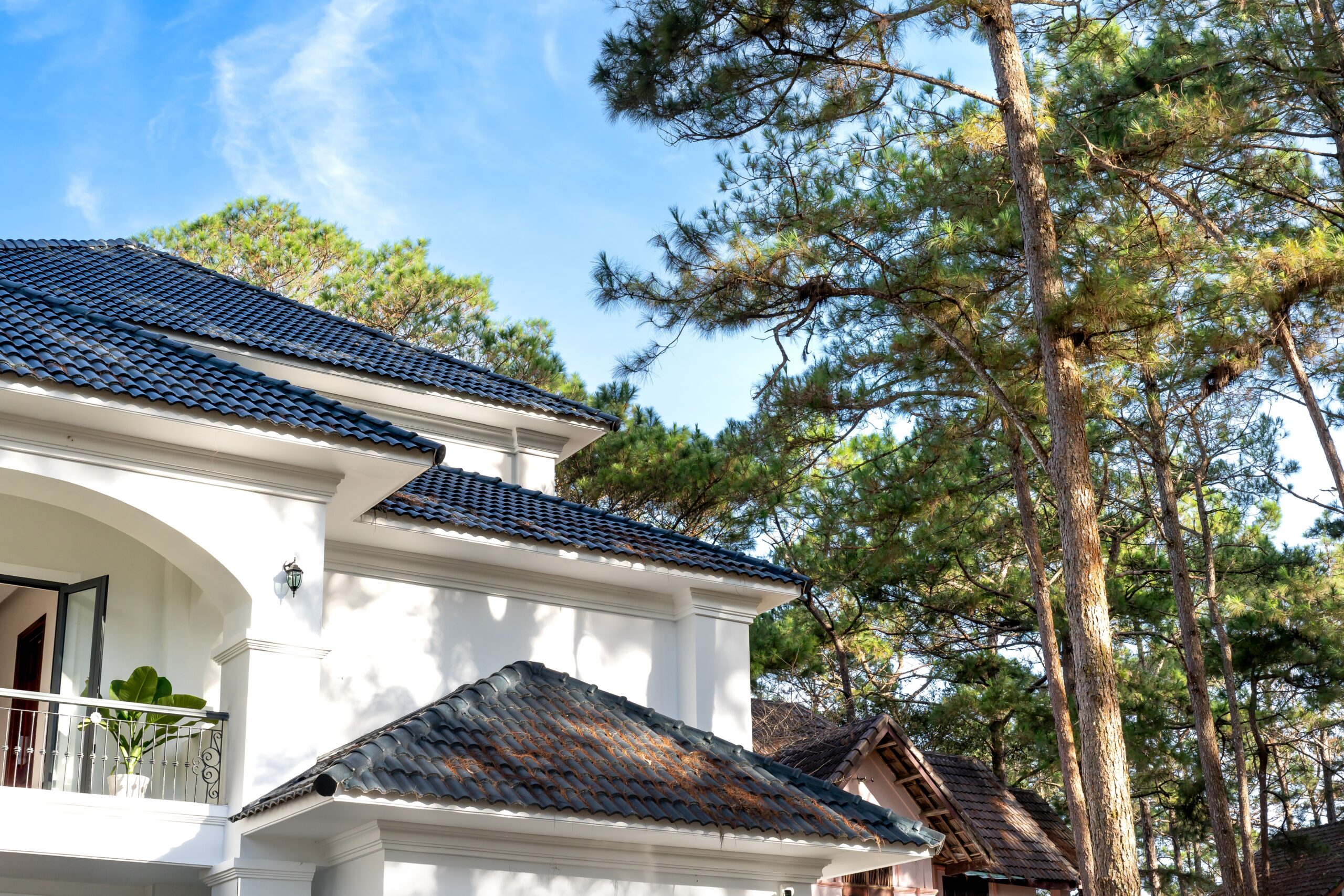 A low angle view of a modern white house surrounded by tall pine trees under a clear blue sky.
